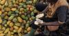Africa’s two largest cocoa producers tighten grip on global cocoa trade with unified pricing plan to curb smuggling and stabilise supply