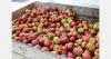 Belarus to cover low apple harvest with imports for state reserve stocks