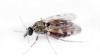 CDC warns clinicians about Oropouche virus disease that has turned deadly