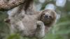 Brain-swelling ‘sloth fever’ detected in Florida as holidaymakers told ‘take precautions’