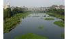Rs 8 Crore Spent, Yet Water Hyacinth Persists in Pune’s Rivers and Lakes: Former Corporators