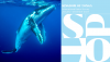 Pacific Tourism Organisation Releases 2023 Tonga Tourism Survey: Key Insights into Visitor Trends and Economic Impact