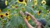 Pick your own sunflowers on Cape Cod and in Mass. at one of these 8 farms
