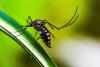 Costa Rica Sees a Increase in Dengue and New Malaria Concerns
