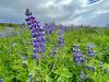 Iceland’s Purple Pandora’s Box: The story of Alaska lupine in Iceland