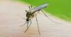 Over one in four Brits at risk of malaria as they travel to hotspots, doctor warns