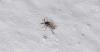 What is Oropouche virus? The emerging threat identified by health officials