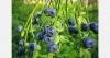 Chilean blueberry sector reviews strategy under global competition