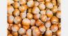 Georgia’s hazelnut exports up 25%, EU shipments grow