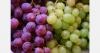 Apulian table grape event draws buyers from nine countries