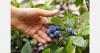 Belarusian berry plantings in Grodno region reach 1,100 hectares