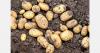EU potato growers cut planting plans as costs rise