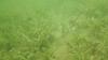 Why scientists fear rapid spread of 'aggressive' invasive species found in Florida