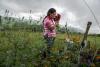 At least 196 environmental defenders were murdered in 2023