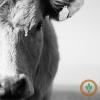 Cattle mixed ahead of COF report, hogs see steady cash trade