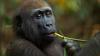 Experts Believe Gorillas’ Self-medication May Yield Drug Discoveries