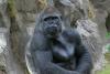 Self-medicating gorillas could help find future drugs