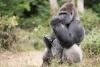 ‘Self-Medicating’ Gorillas Are Leading People to New Medicines