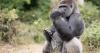 'Self-Medicating' Gorillas Are Leading People to New Medicines