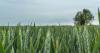 Following a very warm winter, some Idaho farmers see 'devastating' losses in grain crops