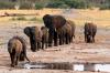 Zimbabwe's elephant population nears 100,000