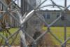 Federal court ruling on Alabama prison mental health care could lower staffing requirements