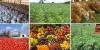 Bauchi Disburses N625m Startup Grants to 1,250 Youths, Women for Agribusiness