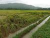 DA: Agri damage from storms, habagat tops P1B