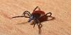 Congo virus claims two lives in Peshawar