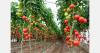 Moroccan tomatoes have disappeared from the EU import statistics