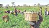 Agric turnover hits N101.46tn on investment boost