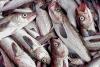 For America’s economy and health, Alaska seafood is the answer
