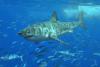 Social media influencers’ bad behavior with marine wildlife is risky for animals, too (commentary)