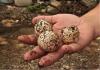 Two Detained With 125 Sea Turtle Eggs During Costa Rica’s Ostional Arribada