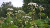 Annual hogweed fight is on in northern Latvia