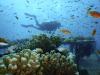 Egypt declares Red Sea’s Great Fringing Reef as a marine nature reserve