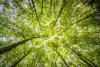 Town secures grant to create its first urban forestry management plan