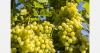EU-Mercosur deal to lower tariffs on Pernambuco grape exports