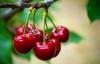 After 20 years of growth, global cherry market enters a transition phase