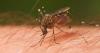 Delaware’s first West Nile Virus detection of 2026 found in Kent County sentinel chicken