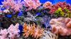 Scientists Successfully Breed Corals for Enhanced Heat Tolerance
