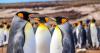 Falklands confirms case of avian influenza at Volunteer Green and Cow Bay