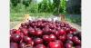 China receives first seaborne Chilean cherries of 2025