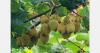 New Zealand orchard harvests 1.12 million trays of kiwifruit
