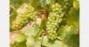 EU access reshapes outlook for Brazil table grapes