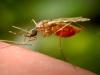 Third person dies from malaria in cluster near Germany’s Frankfurt Airport