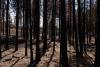 Hundreds of Northwest communities at higher wildfire risk than previously thought, research finds
