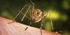 Residents anxious after Department of Health identifies new dengue virus case in Hawaii
