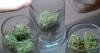 Delaware to Begin Recreational Marijuana Sales
