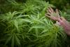 GOP leader says KY agencies that go along with medical cannabis order ‘should be prosecuted’